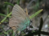 Callophrys rubi