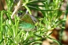 Callophrys rubi