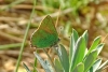 Callophrys rubi