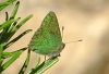 Callophrys rubi