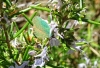 Callophrys rubi
