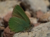 Callophrys rubi