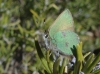 Callophrys rubi