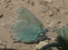 Callophrys rubi
