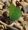 Callophrys rubi