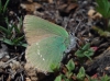 Callophrys rubi