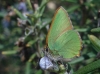 Callophrys rubi