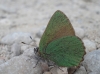 Callophrys rubi