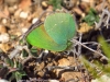 Callophrys rubi