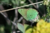 Callophrys rubi
