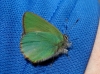 Callophrys rubi