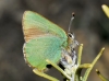 Callophrys rubi Callophrys rubi