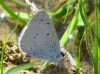 Celastrina argiolus