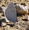 Celastrina argiolus