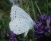 Celastrina argiolus Celastrina argiolus