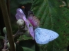 Celastrina argiolus