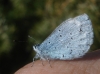 Celastrina argiolus