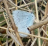 Celastrina argiolus