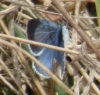 Celastrina argiolus