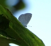 Celastrina argiolus