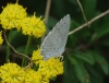 Celastrina argiolus
