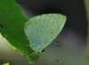 Celastrina argiolus