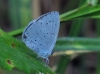 Celastrina argiolus