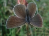 Cupido minimus Cupido minimus
