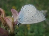 Cupido minimus Cupido minimus