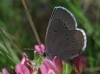 Cupido minimus Cupido minimus
