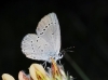 Cupido minimus Cupido minimus