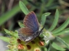 Cupido minimus Cupido minimus