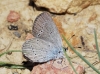 Cupido minimus Cupido minimus