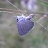 Cupido minimus Cupido minimus