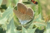 Cyaniris semiargus