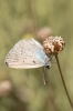 Cyaniris semiargus