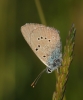 Cyaniris semiargus