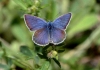 Cyaniris semiargus