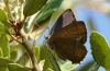 Favonius quercus