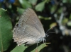 Favonius quercus