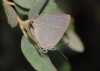 Favonius quercus