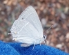 Favonius quercus
