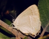 Favonius quercus Favonius quercus