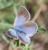 Glaucopsyche alexis