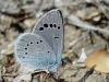 Glaucopsyche alexis Glaucopsyche alexis