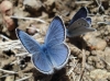 Glaucopsyche alexis