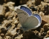Glaucopsyche alexis