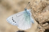 Glaucopsyche alexis