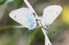 Glaucopsyche alexis
