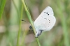 Glaucopsyche alexis